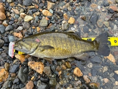 スモールマウスバスの釣果