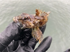 アナハゼの釣果