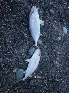 ショゴの釣果