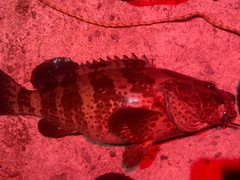チャイロマルハタの釣果