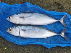 ソウダガツオの釣果