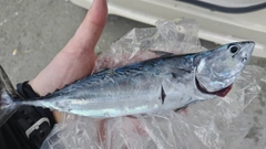 ソウダガツオの釣果