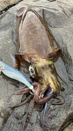 アオリイカの釣果