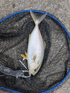 ショゴの釣果