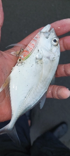ロウニンアジの釣果