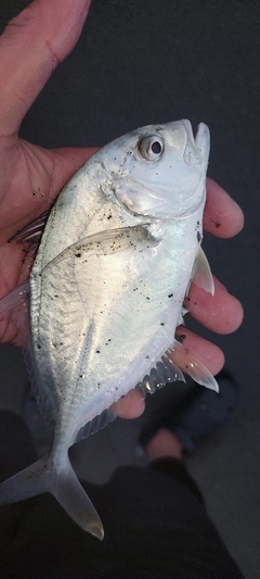 ロウニンアジの釣果