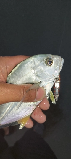 ロウニンアジの釣果
