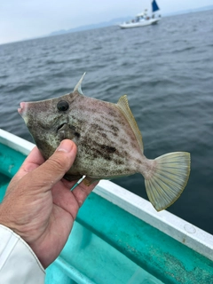 カワハギの釣果