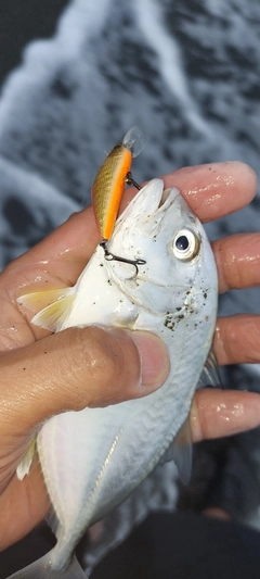 ロウニンアジの釣果