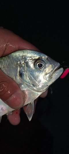 ロウニンアジの釣果