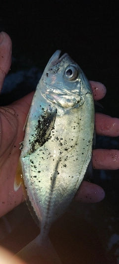 ギンガメアジの釣果