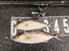 カンパチの釣果
