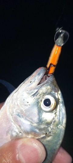ギンガメアジの釣果