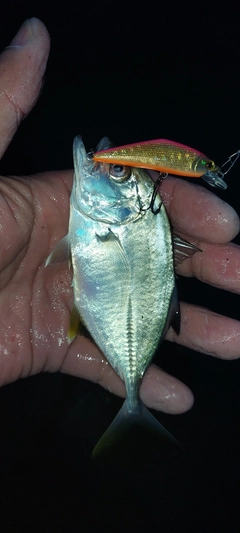 ギンガメアジの釣果