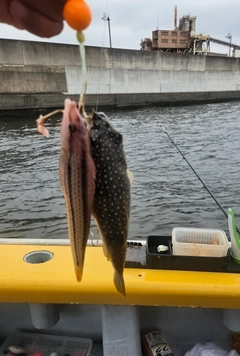クサフグの釣果