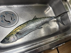 サワラの釣果