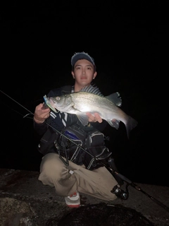 ヒラスズキの釣果