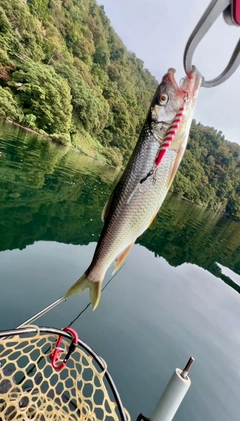 ハスの釣果