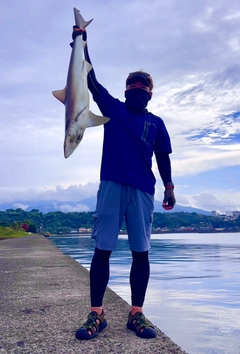 サメの釣果