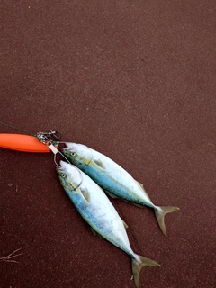 イナダの釣果