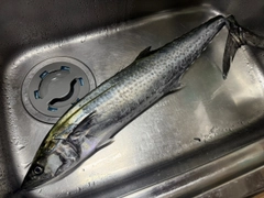 サワラの釣果