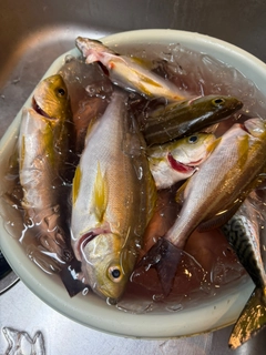 イサキの釣果