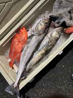 タラの釣果