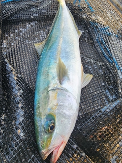 ヤズの釣果