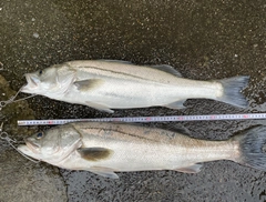 シーバスの釣果