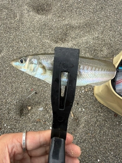 キスの釣果
