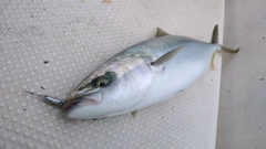 ヤズの釣果