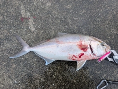 ネリゴの釣果