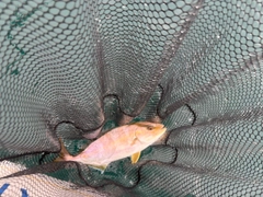 カンパチの釣果