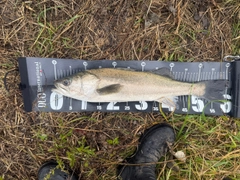 スズキの釣果