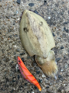 コウイカの釣果