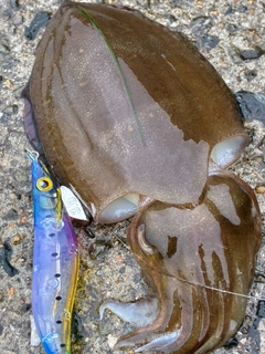 コウイカの釣果