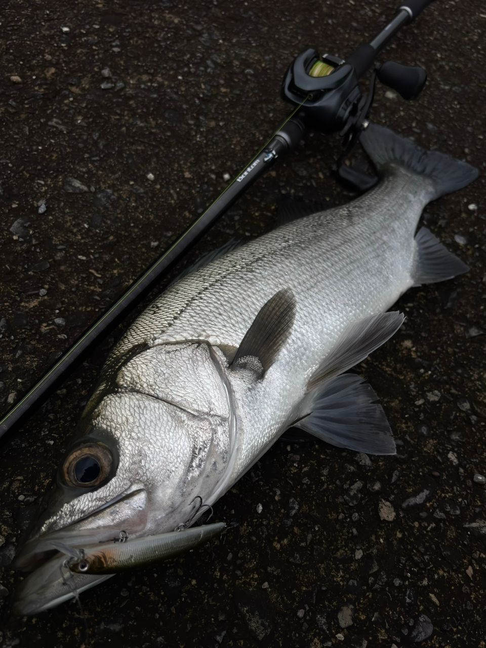 SHIMANO 22バンタム 1711MH+-SB/2の最安値・インプレ・釣果 | 本音の