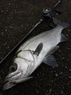 ヒラスズキの釣果