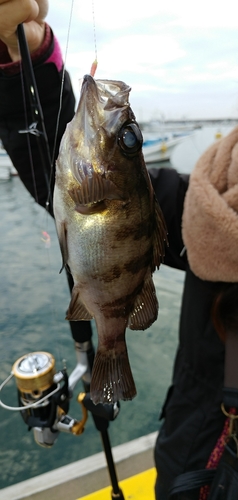 イワシの釣果