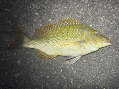 ハマフエフキの釣果