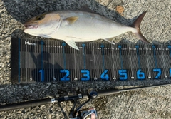 ネリゴの釣果