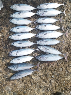 スマガツオの釣果