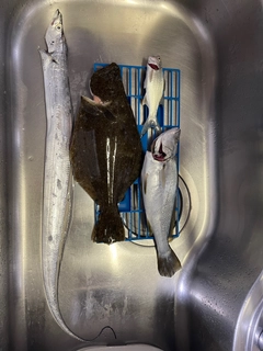 ヒラメの釣果