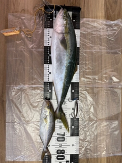 ワラサの釣果