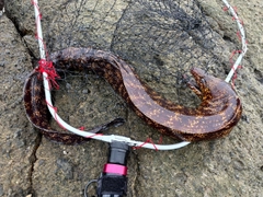 ウツボの釣果