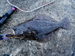 ヒラメの釣果