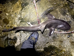 ドチザメの釣果