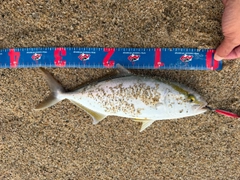 ショゴの釣果