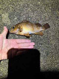アカメバルの釣果