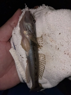 マハゼの釣果